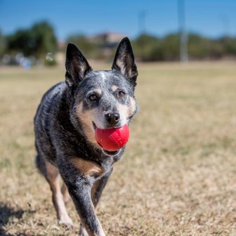 Kong Classic Ball medium large rood